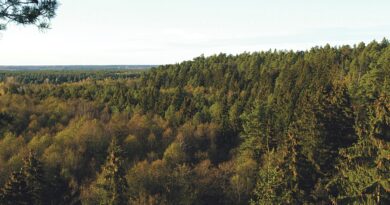 Miškų vaidmuo, švelninant klimato kaitą, – gyvybiškai svarbus Miškų vaidmuo, švelninant klimato kaitą, – gyvybiškai svarbus