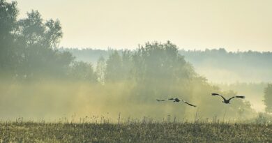 Europinės svarbos saugomos teritorijos – ką turime apie jas žinoti? Europinės svarbos saugomos teritorijos – ką turime apie jas žinoti?